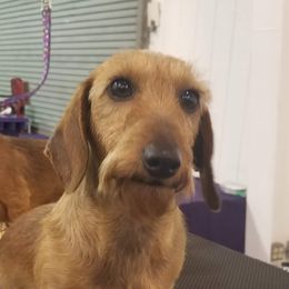 Gretchen - Dachshund
