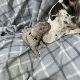 Great Dane Puppies from A Rowe of Danes