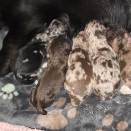 Black dapple - Dapple female Dachshund puppy in Port Charlotte, Florida from Vicki's Dachshund Crossing