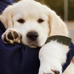 Golden Retrievers from Gilded Golden Retrievers