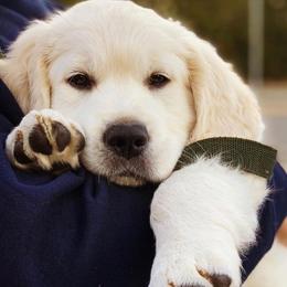 Golden Retrievers from Gilded Golden Retrievers