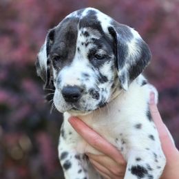 Peaches - Harlequin female Great Dane puppy in Albany, Oregon from Red Cloud Australian Shepherds and DeGray Great Danes & Bulldogs