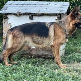 Easy - German Shepherd