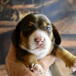Wyatt AKC - Piebald male Dachshund puppy in De Land, Florida from Pretty Painted Mini Doxies