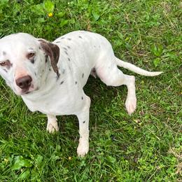 Kiara - White and liver brown female Dalmatian puppy in Sedalia, Missouri from Missouri Dalmatians