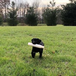 Labrador Retriever Puppies from Harvest Moon Farm