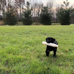 Labrador Retriever Puppies from Harvest Moon Farm