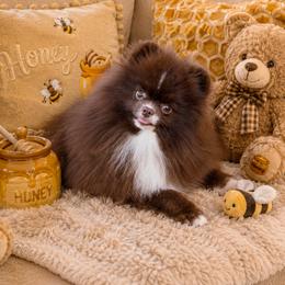 AKC Teddy - Chocolate male Pomeranian puppy in Hand Place, Idaho from Idahoan Poms