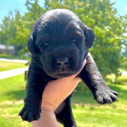 Bourbon (Orange Collar) - Black male Dilute Retriever puppy in Baldwin City, Kansas from Hedge Lane Labradors