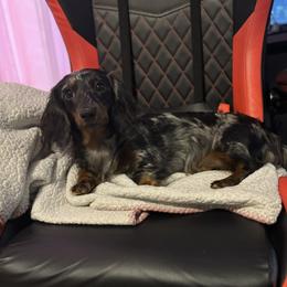 Dollie - Dachshund