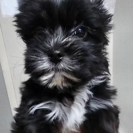 Dot - Parti female Yorkshire Terrier puppy in Hamilton, Ohio from Purebred Yorkies of Ohio