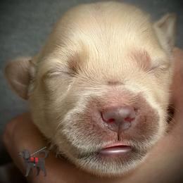 Third pick of the boys - Golden male Golden Retriever puppy in Fisher, Illinois from Aslan's Pride of Fidei Family Farms
