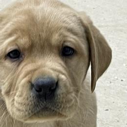 Purple girl - Yellow Labrador Retriever puppy in Brooksville, Kentucky from Triple Ridge Labs