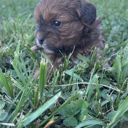 Heidi - pink - Brown female Shihpoo puppy in Gay, Georgia from That’s My Puppy