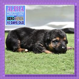 ALPHA - Black and red male German Shepherd puppy in Murrieta, California from Diamond Oaks German Shepherds