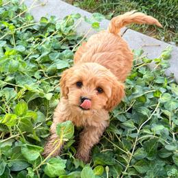 Carolina - Apricot female Cavapoo puppy in Preston, Idaho from Shaffer Top Notch Puppies