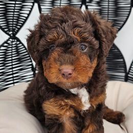 Jesse (Ms Hot Pink - Red) - Sable female Aussiedoodle puppy in Georgetown, Texas from Mc Doodles of Texas LLC