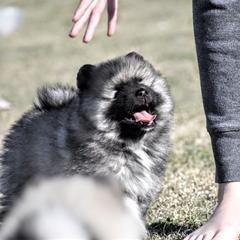 Keeshond Puppies from Anna Boehringer