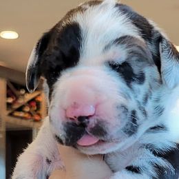 Great Danes from Emily's Great Danes