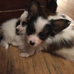 Papillon Puppies from Heise Papillons