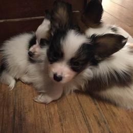 Papillon Puppies from Heise Papillons