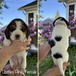 Dottie's Pink - Black red and white female Beagle puppy in Brownsville, Oregon from Beagles on the Run