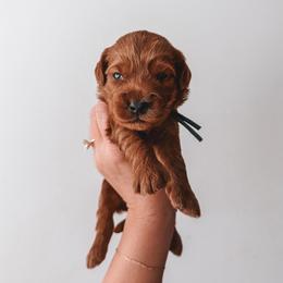 Alder (Blue) - Red  male Goldendoodle puppy in Beaverton, Oregon from Henry Elliots