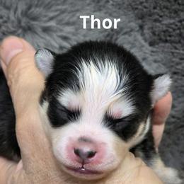 Thor - Black and white male Pomsky puppy in Fredericksburg, Virginia from Purely Pomskies