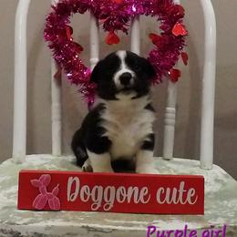Purple - Black and white female Cardigan Welsh Corgi puppy in Lynchburg, Ohio from Old Iron Farm