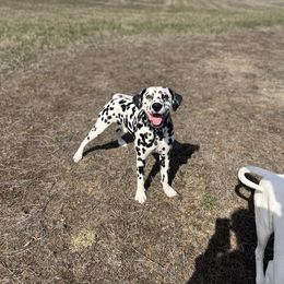 Dalmatian Puppies from Hallmark Dalmatians;