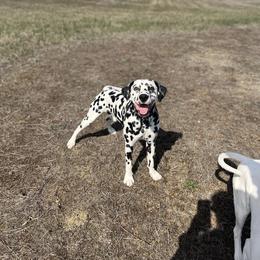 Dalmatian Puppies from Hallmark Dalmatians;