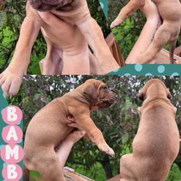 BAMBI - Fawn female Great Dane puppy in Wellsville, New York from Prophecy Danes