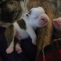 TBD - Red brindle and white male Bulldog puppy in Lexington, Kentucky from E. Clive Bulldogs