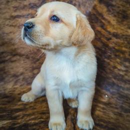 Daphne - Yellow female Labrador Retriever puppy in Wyalusing, Pennsylvania from Cooley’s Labradors Retrievers
