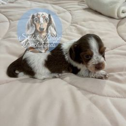 Bethany - Piebald female Dachshund puppy in Adamsville, Tennessee from Shiloh Ridge Dachshunds