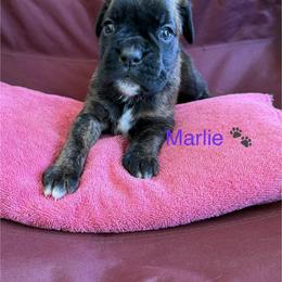 Girl 3 - Brindle female Boxer puppy in Cicero, New York from MK Boxer Haven of CNY