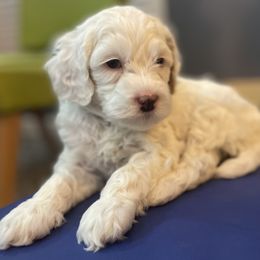 Australian Labradoodle Puppies from NoodleDoodles LLC