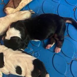 Jolie - Black brown and white female Basset Hound puppy in Loup City, Nebraska from WoodKrick Bassets