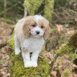 Cavapoo, Cockapoo, and Poodle Puppies from Heavenly puppies to love