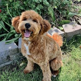 Nala - Goldendoodle