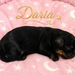 Daria - Black and tan female Cavalier King Charles Spaniel puppy in Kewaskum, Wisconsin from Moon Dream Cavaliers