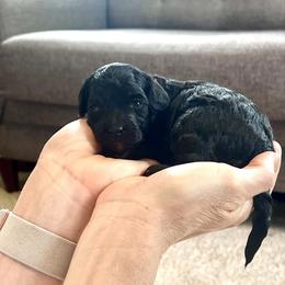 Michael - male Aussiedoodle puppy in Utica, Ohio from Poodle Me Crazy