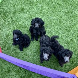 Poodle Puppies from Enjoy Life Kennels