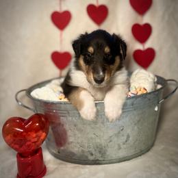 Johnathan - Black white and tan male Collie puppy in Chilhowie, Virginia from Jolly Collies