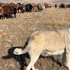 Armenian Gamprs from Tribble Hill Farm