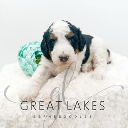 Girl 2 - female Bernedoodle puppy in Baroda, Michigan from Great Lakes Bernedoodles