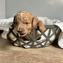 Cavapoo Puppies from Jorden’s Cavapoo’s