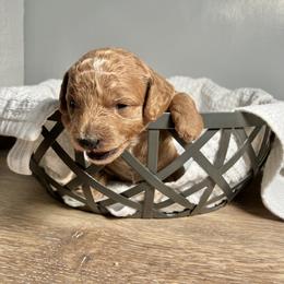 Cavapoo Puppies from Jorden’s Cavapoo’s