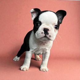 AKC Penny - Black and white female Boston Terrier puppy in Galena, Kansas from RottNBostons