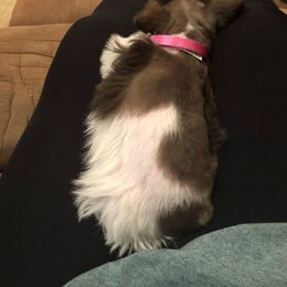 Kookie - Miniature Schnauzer